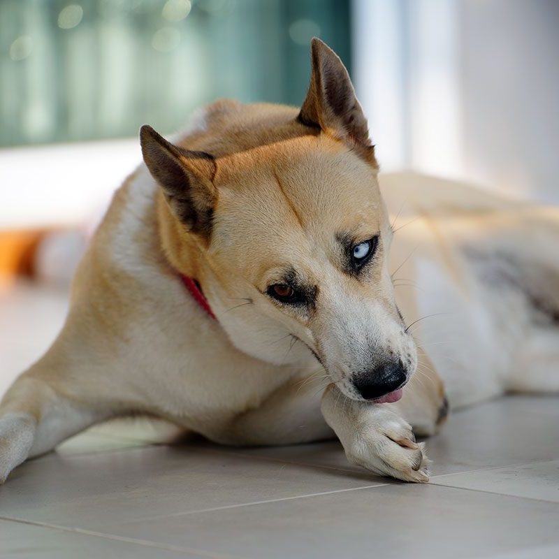 Dog With An Irritated Paw