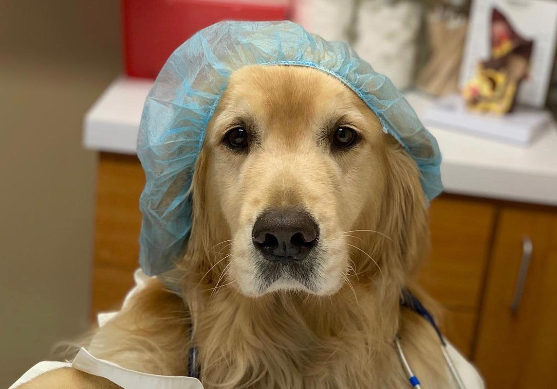 Golden Retriever Wearing A Scrub Cap And Doctor Coat