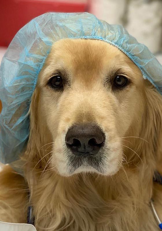 Golden Retriever Wearing A Scrub Cap And Doctor Coat