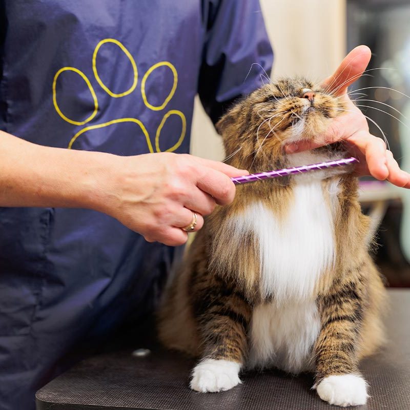Groomer Brushing Cats Fur With Comb