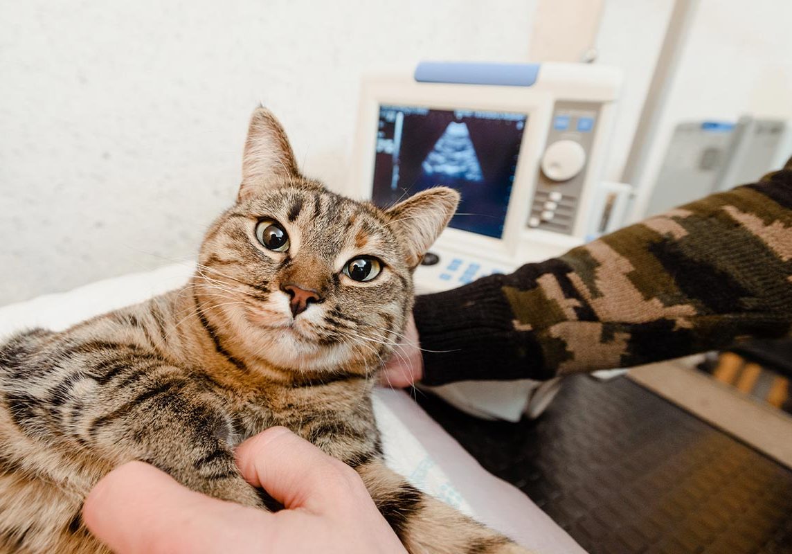 Happy Cat Getting Ultrasound Mobile