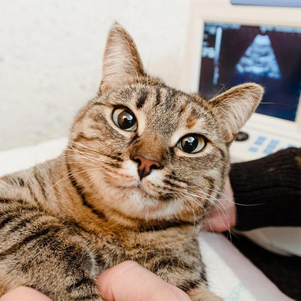 Happy Cat Getting Ultrasound