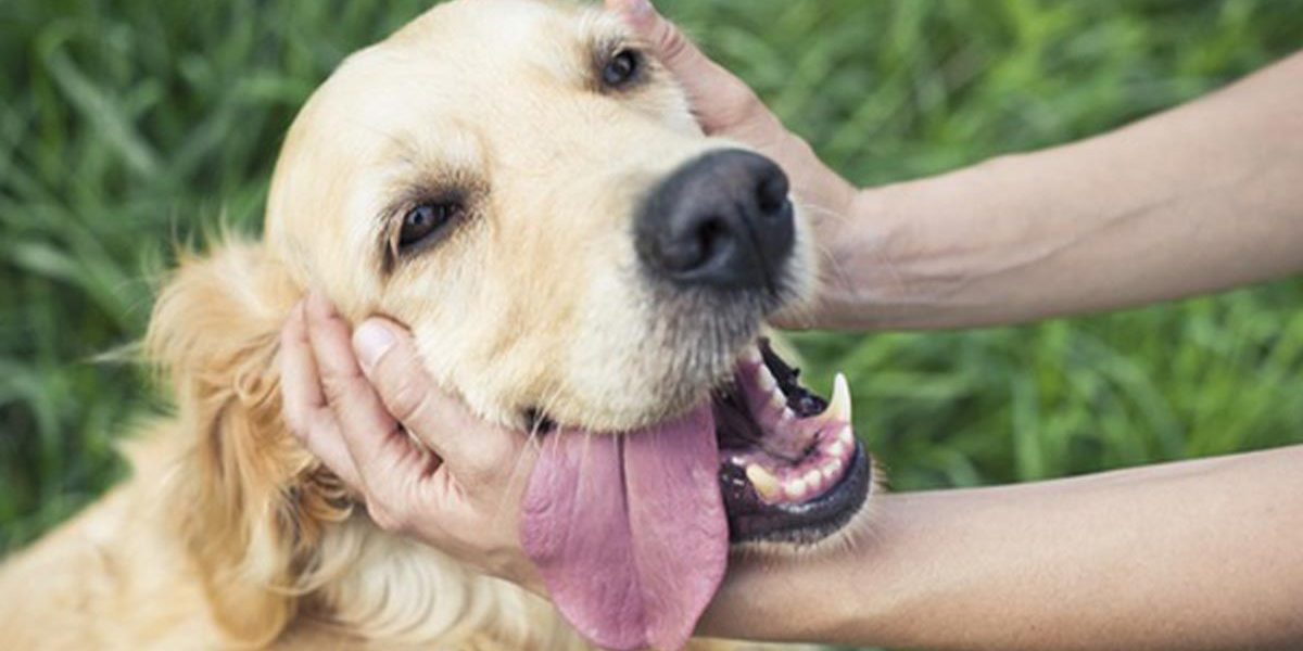 Happy Dog Being Pet Outside