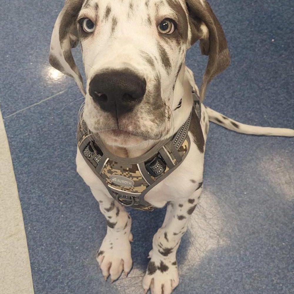 Helpful Pet Links In Plantation Fl