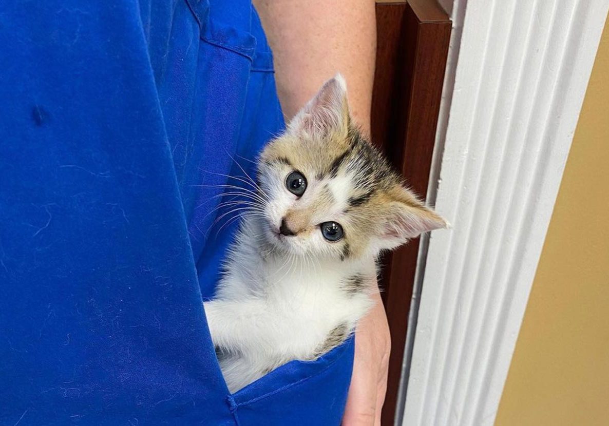 Kitten In Staff Members Scrub Pocket