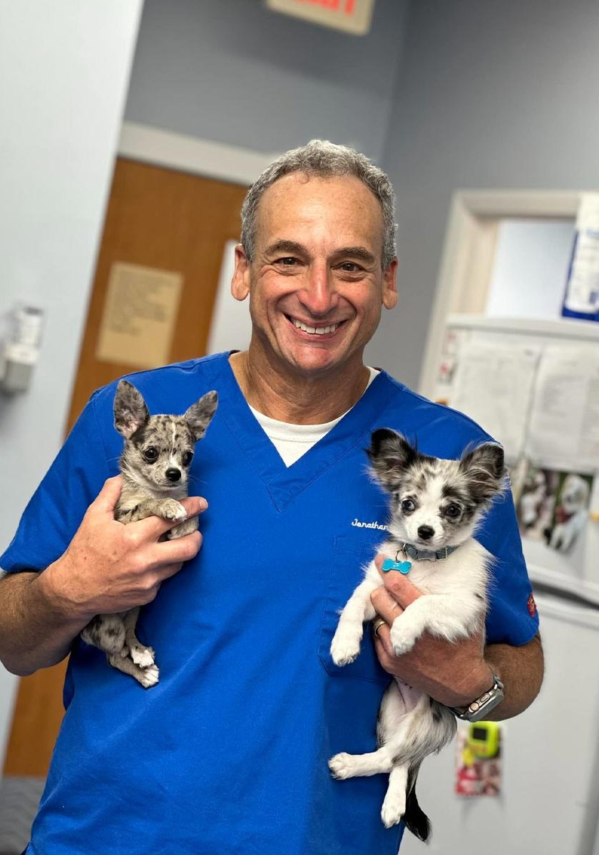 male veterinarian smiling while holding up two fluffy chihuahua puppies