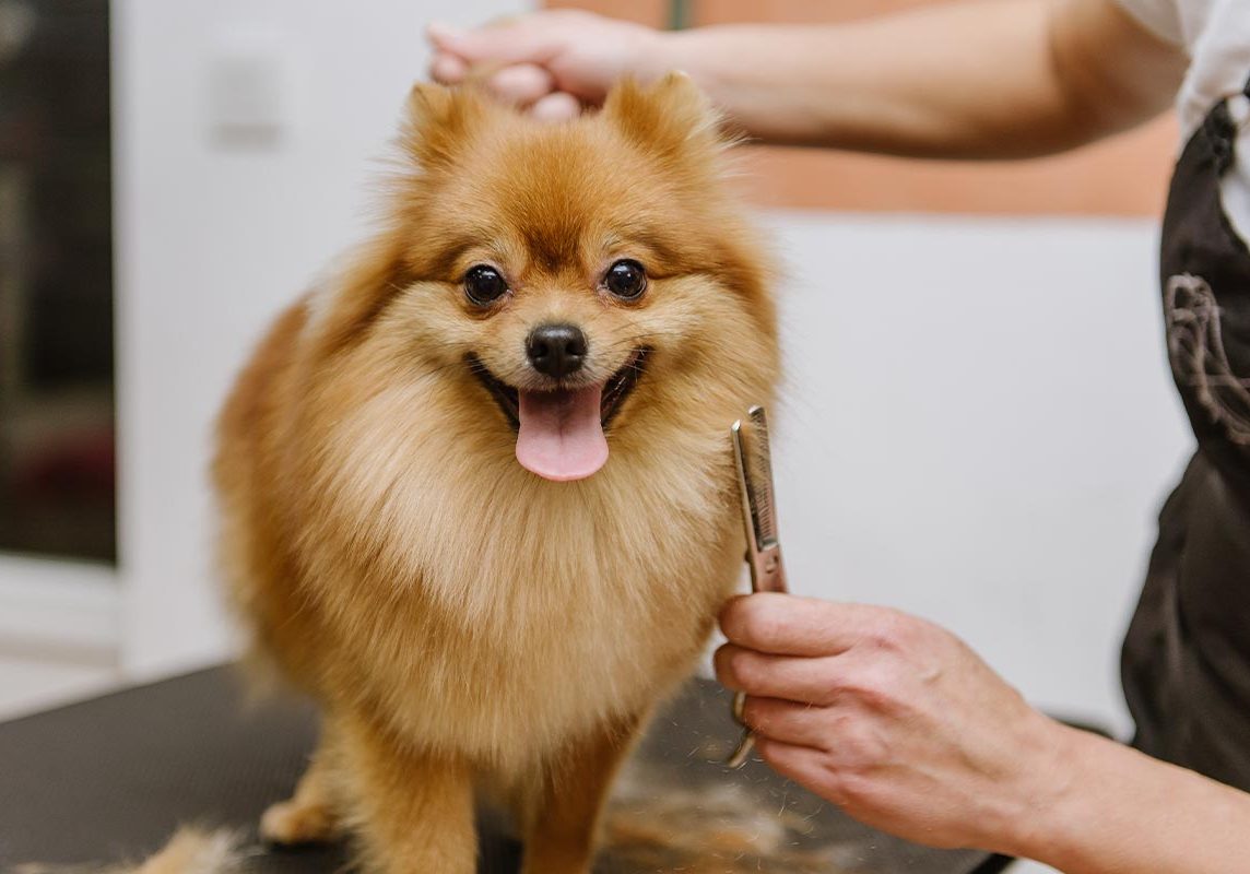 Pomeranian Getting Haircut