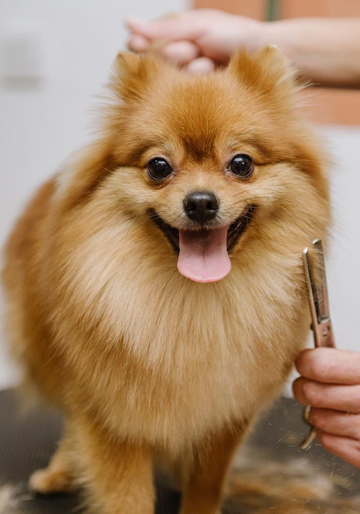 Pomeranian Getting Haircut Square
