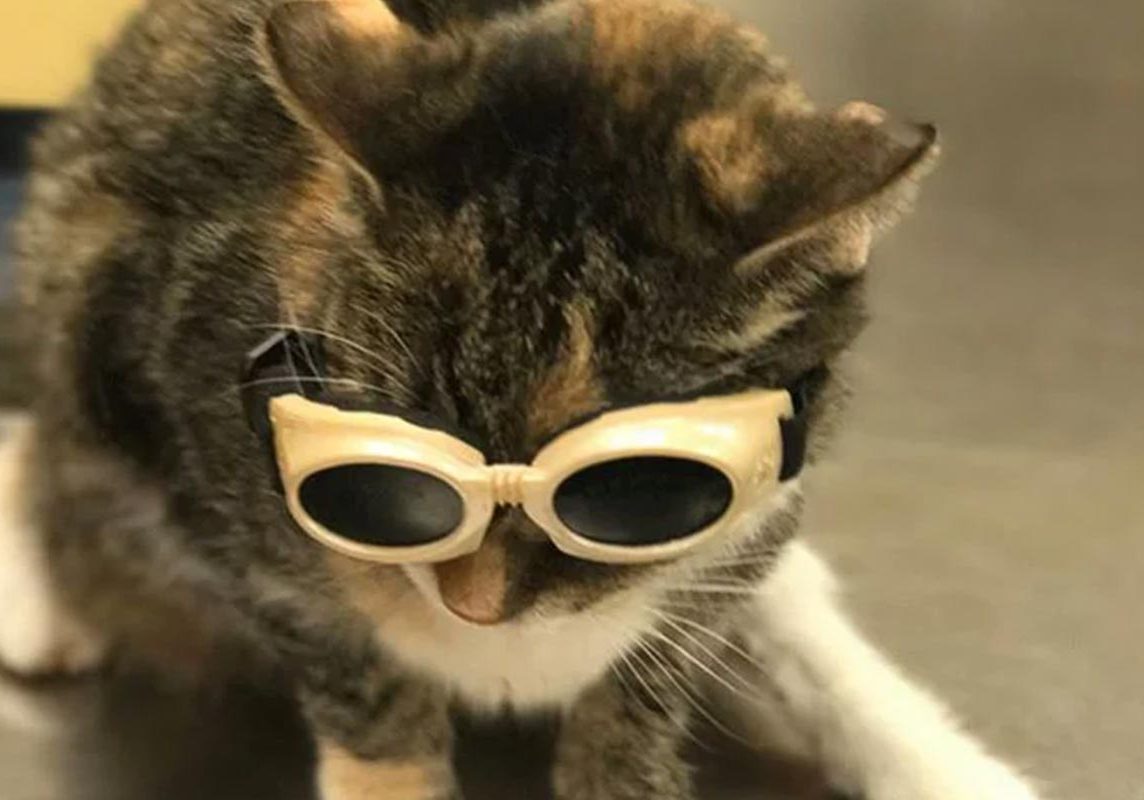 Small Cat Wearing Laser Therapy Glasses