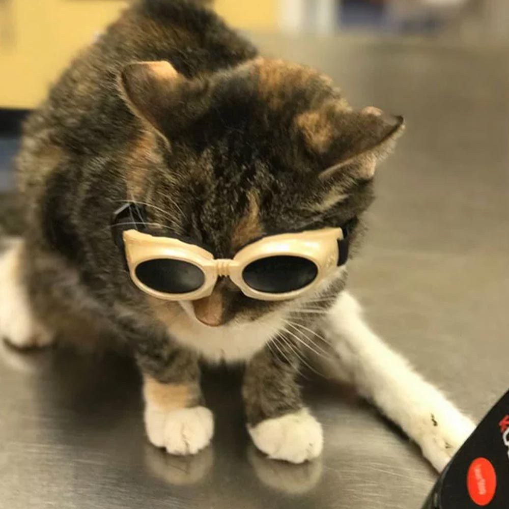 Small Cat Wearing Laser Therapy Glasses Square
