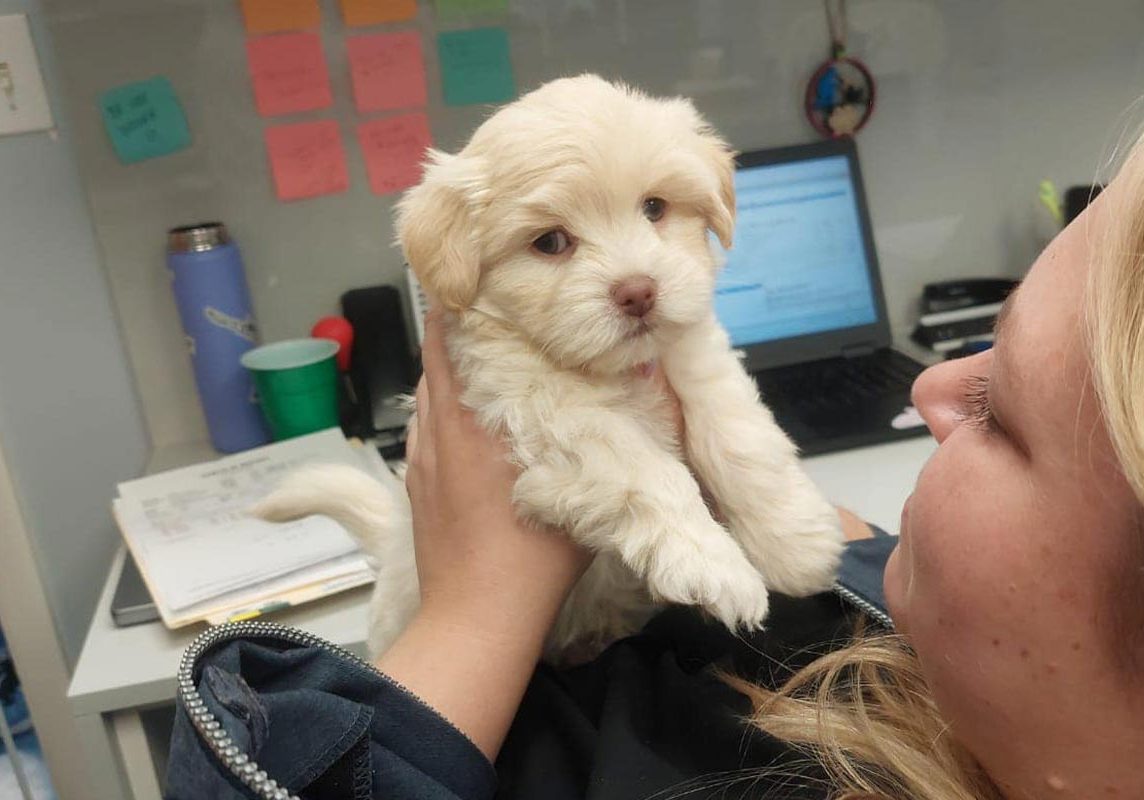 Staff Member Holding Small White Puppy