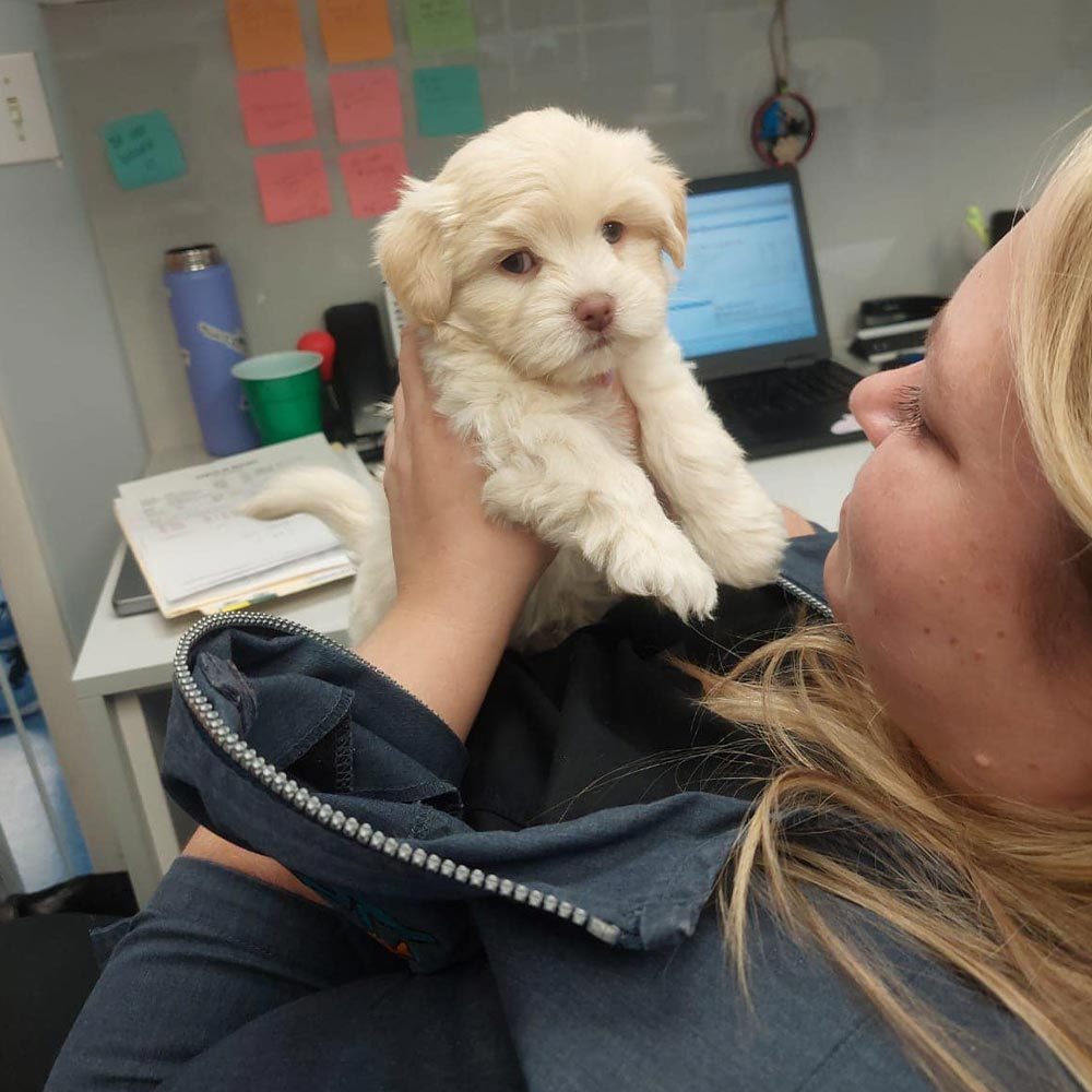 Staff Member Holding Small White Puppy Square