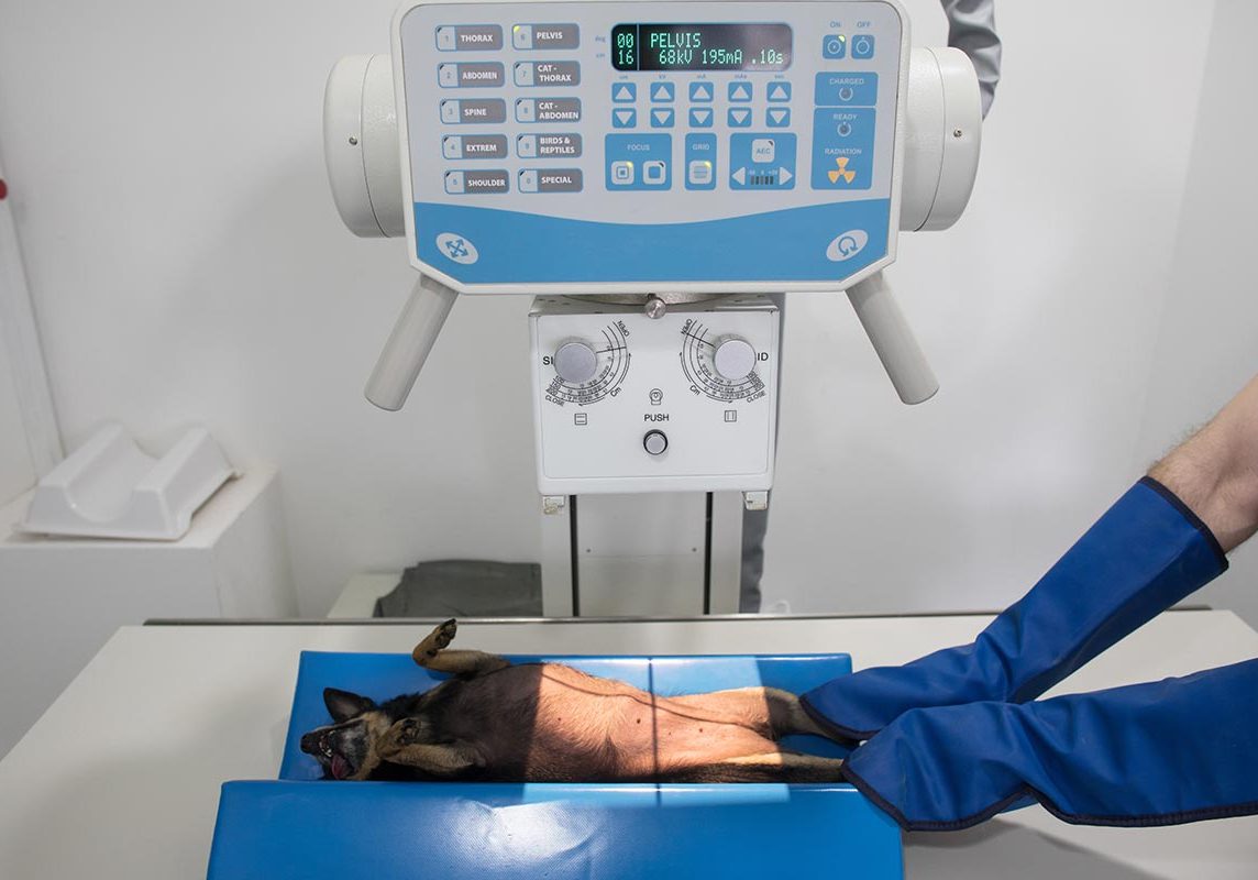 Technician Holding Chihuahuas Legs During Xray