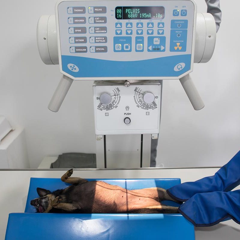 Technician Holding Chihuahuas Legs During Xray