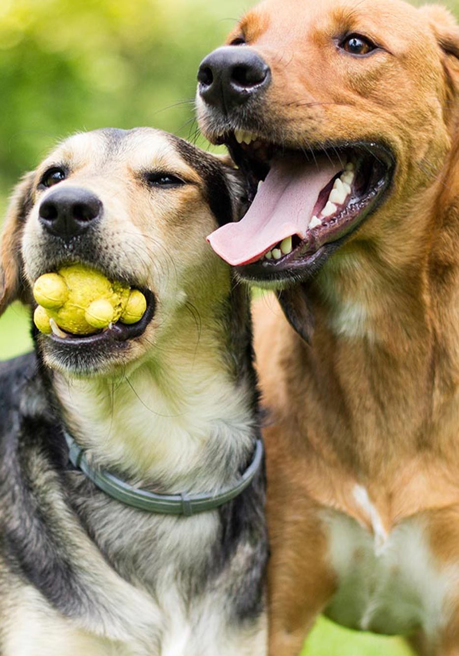 Two Dogs Playing With Ball Outside