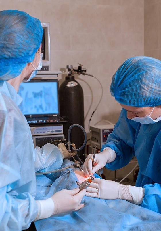 Veterinarian And Technicians Performing Surgery