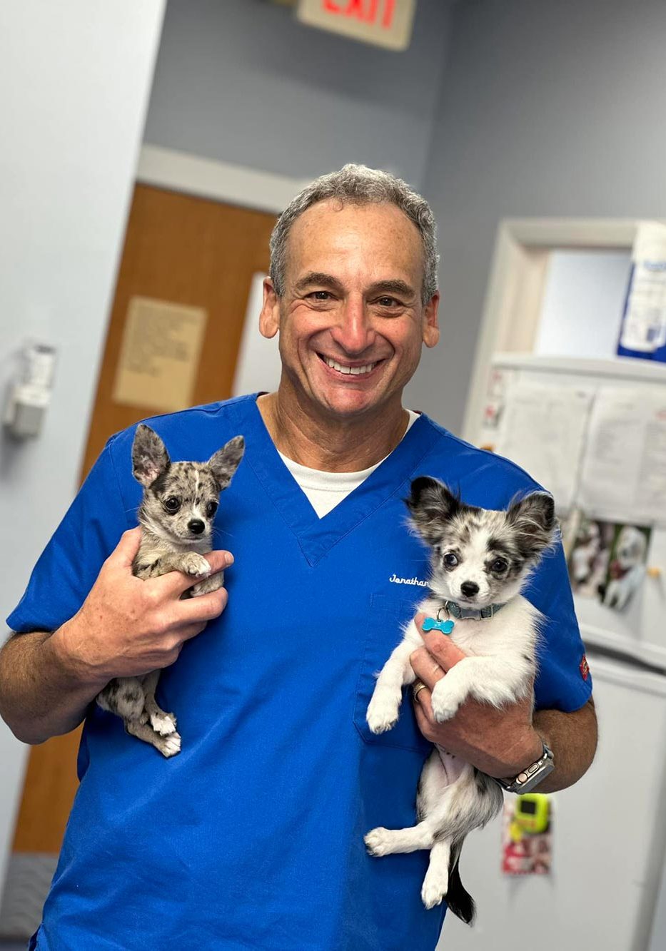 Veterinarian Holding Two Young Dogs