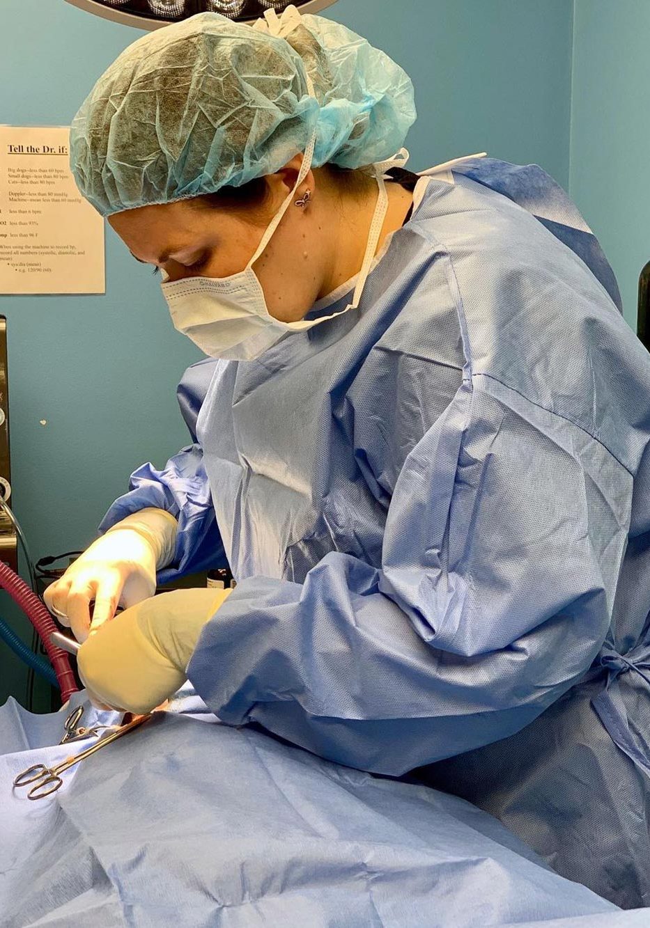 Veterinarian Performing A Surgery