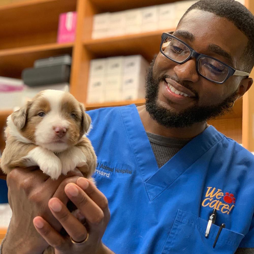 Veterinary Staff Holding Small Puppy Mobile