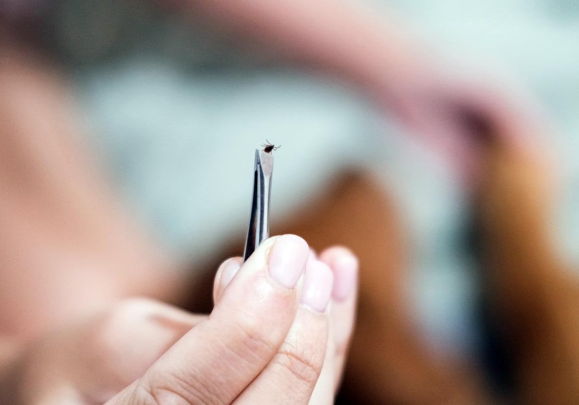 Woman Pulling Tick Off Dog