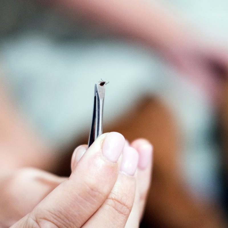 Woman Pulling Tick Off Dog